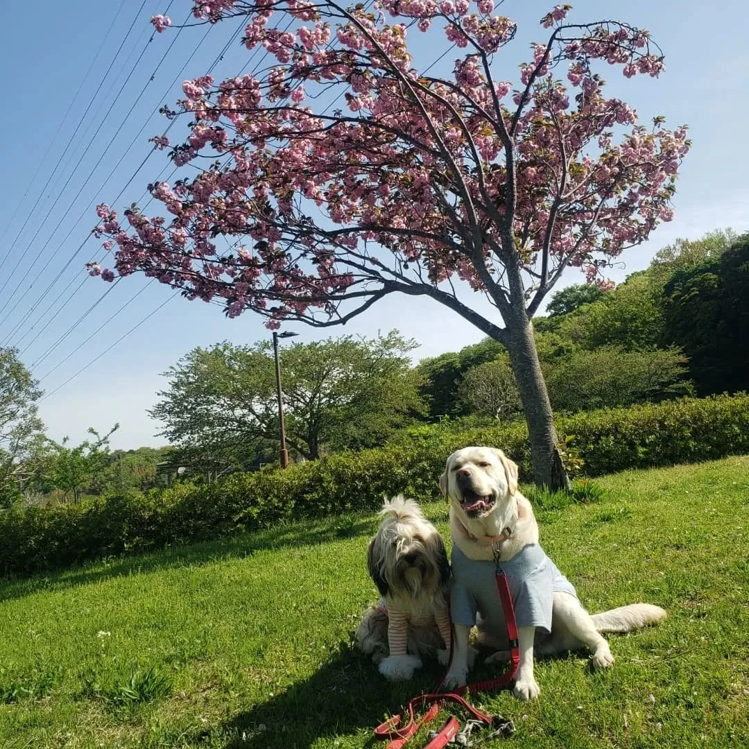 朝早くお家をでてアジのレッスンに向かいましたが予約時間の手違...