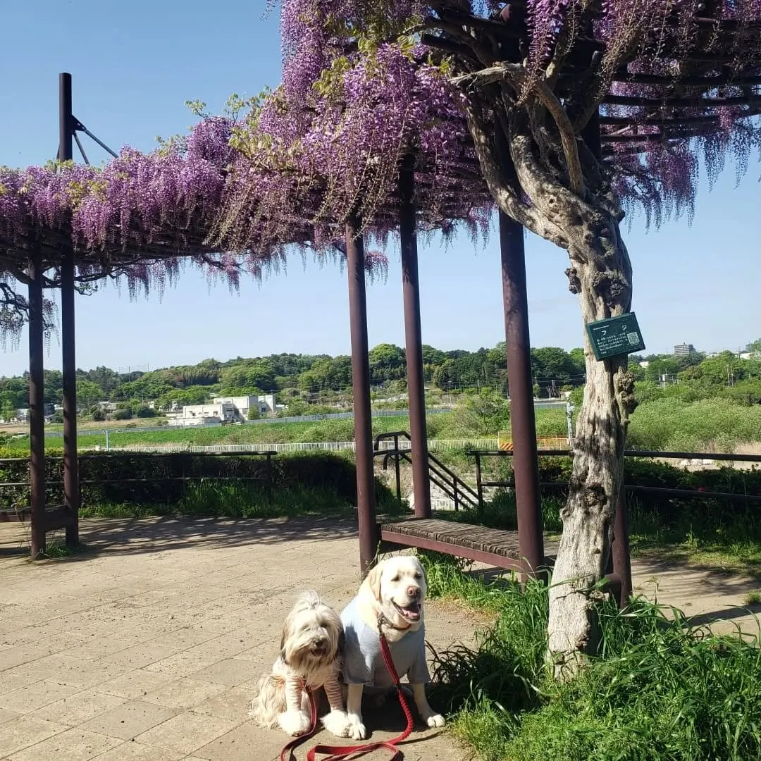 朝早くお家をでてアジのレッスンに向かいましたが予約時間の手違...