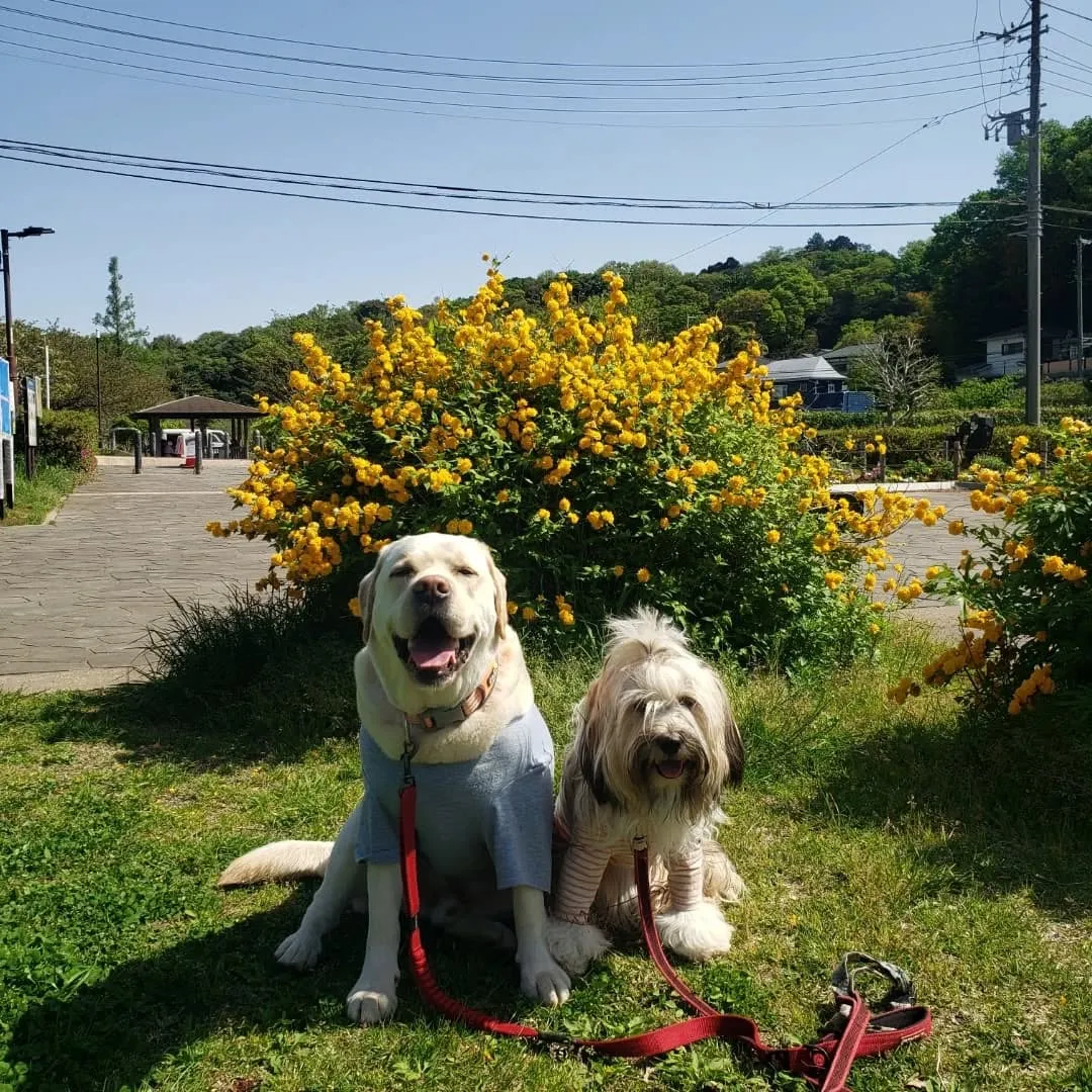 朝早くお家をでてアジのレッスンに向かいましたが予約時間の手違...