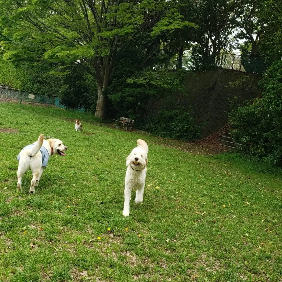 お天気になったのでお散歩へ🎵