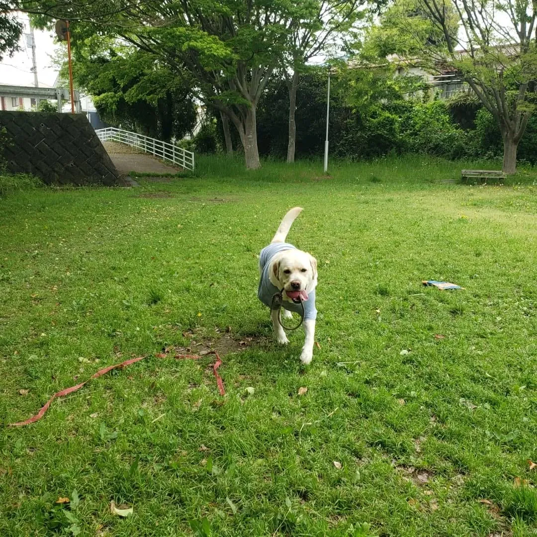 お天気になったのでお散歩へ🎵