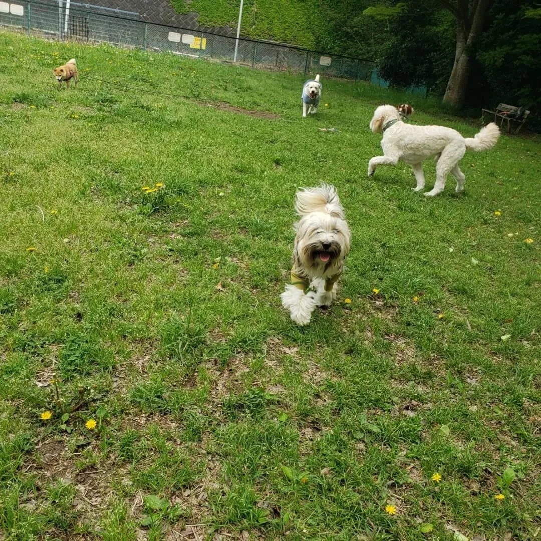 お天気になったのでお散歩へ🎵