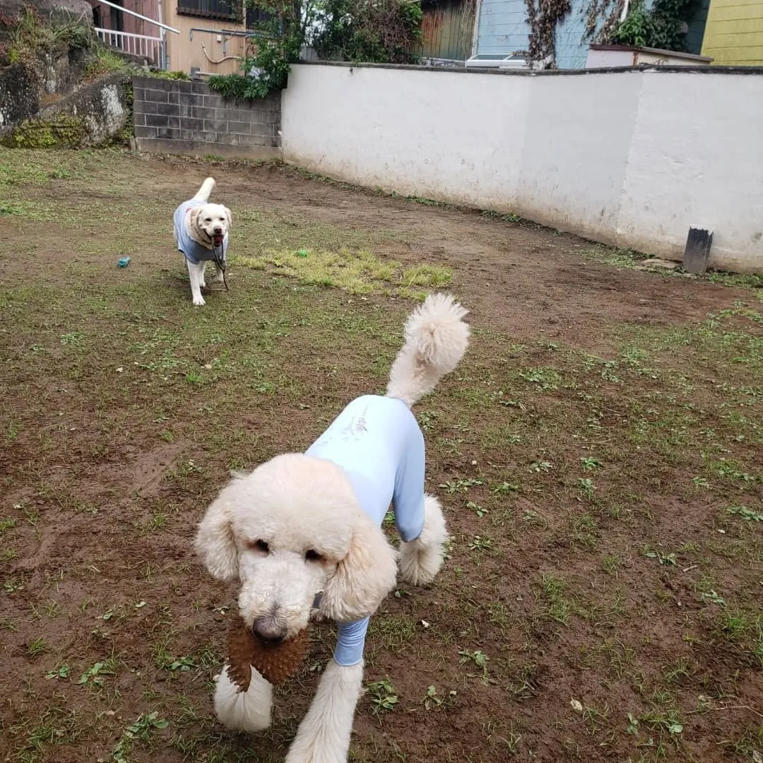 ランとお部屋で遊ぶわんこさん💓