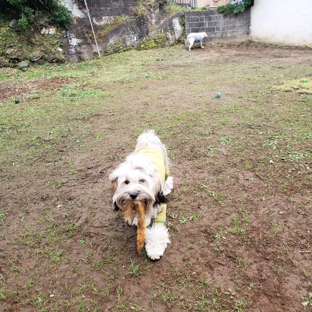 ランとお部屋で遊ぶわんこさん💓