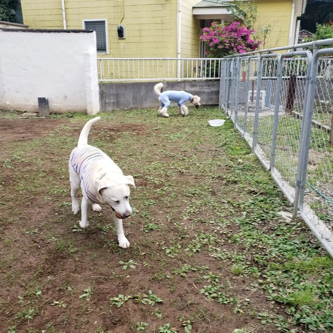 ランとお部屋で遊ぶわんこさん💓
