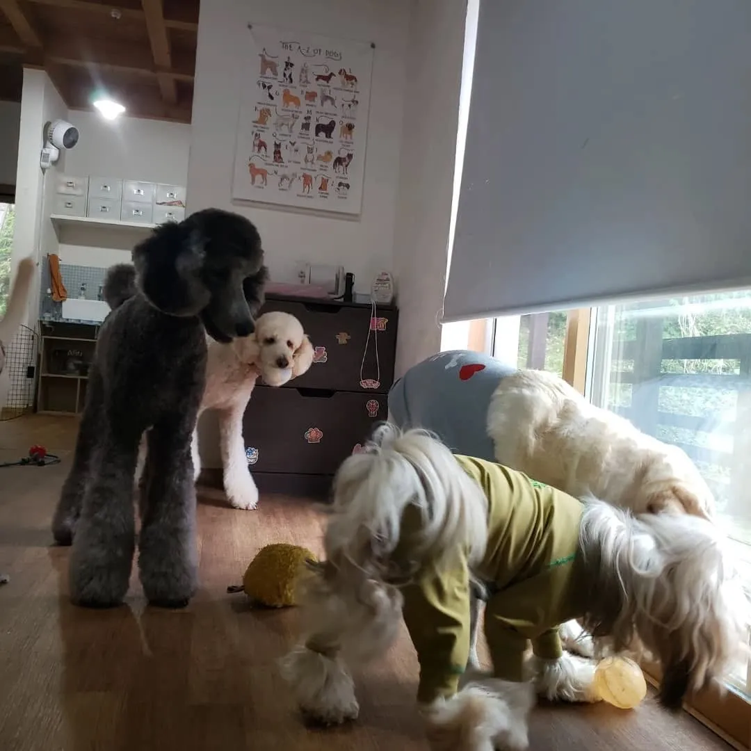 ランとお部屋で遊ぶわんこさん💓