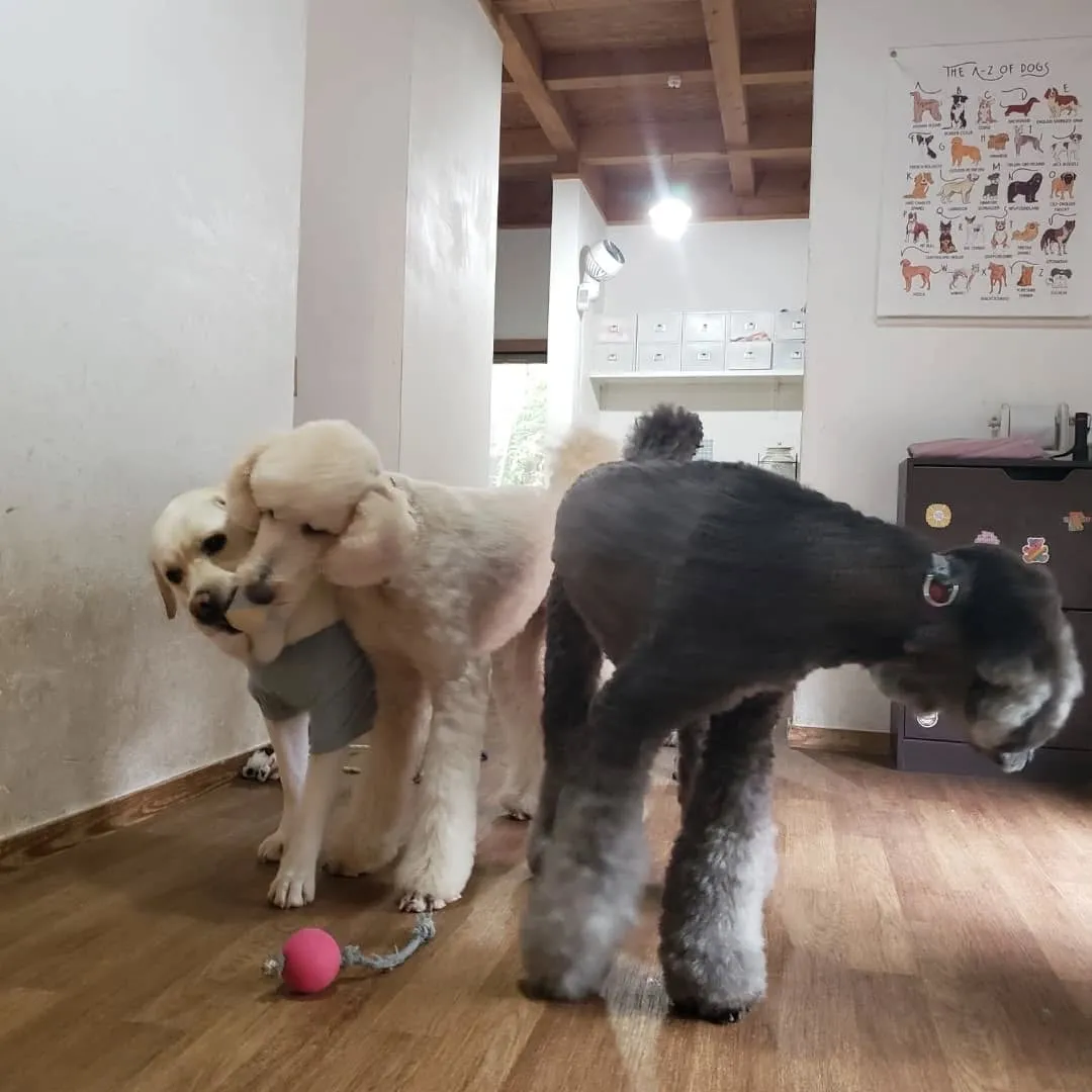 ランとお部屋で遊ぶわんこさん💓