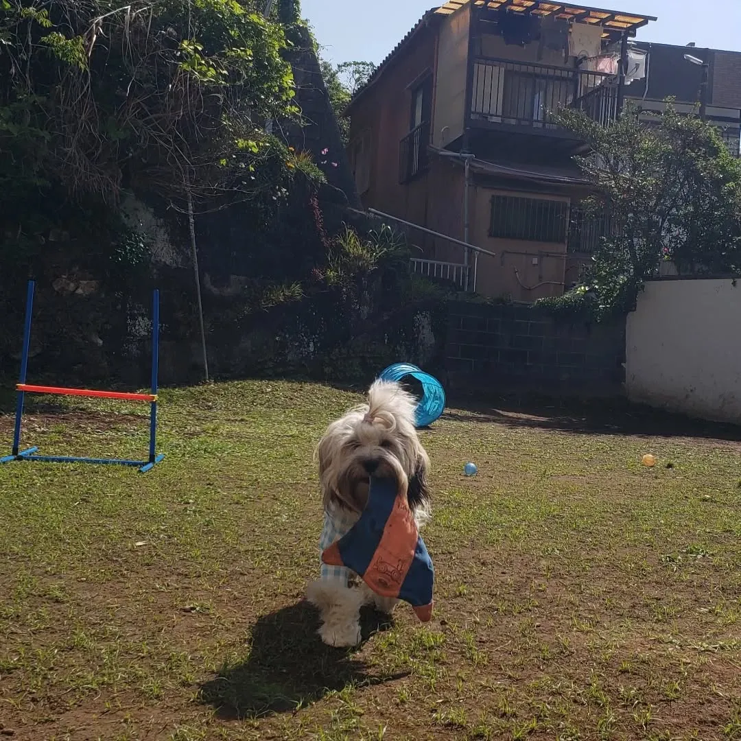 ランで遊ぶロデイとまーちゃん💓