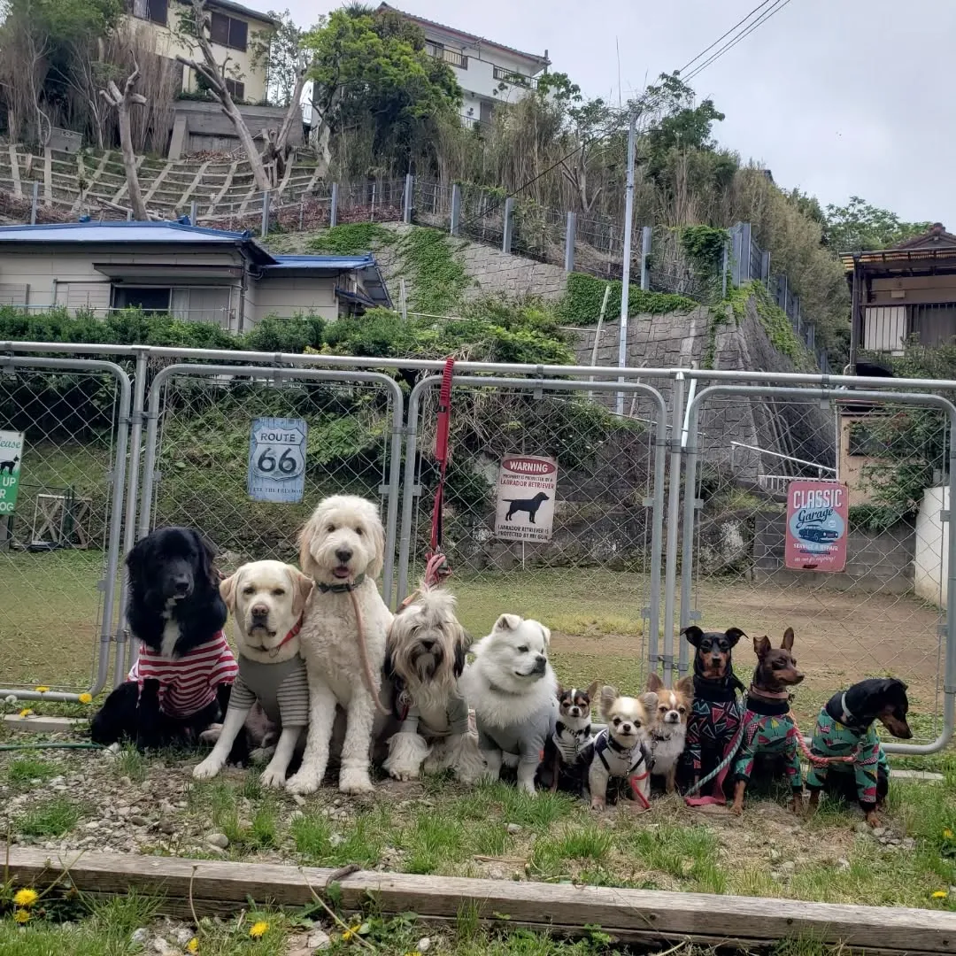 たくさんのわんこさんが揃いました🎵