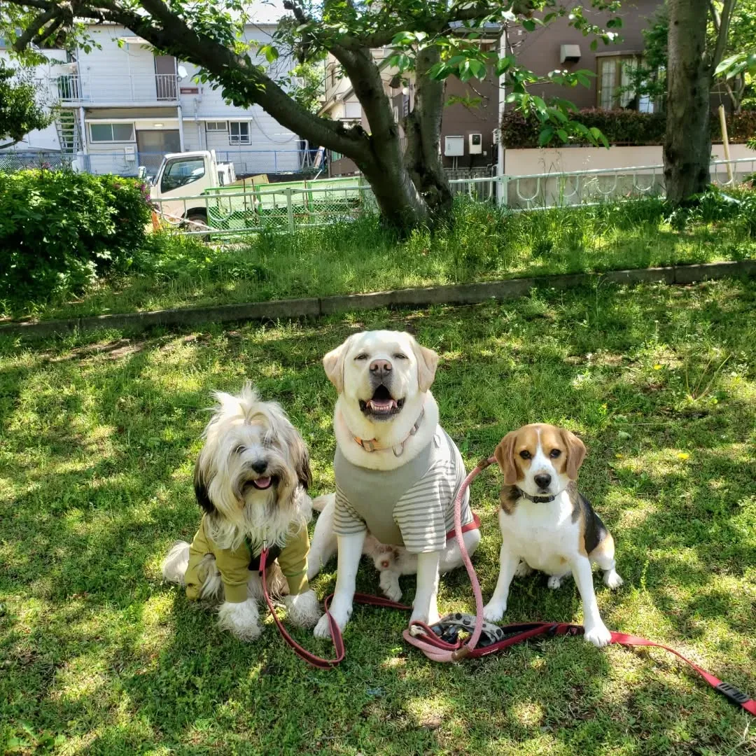 良いお天気になったので公園へ🎵