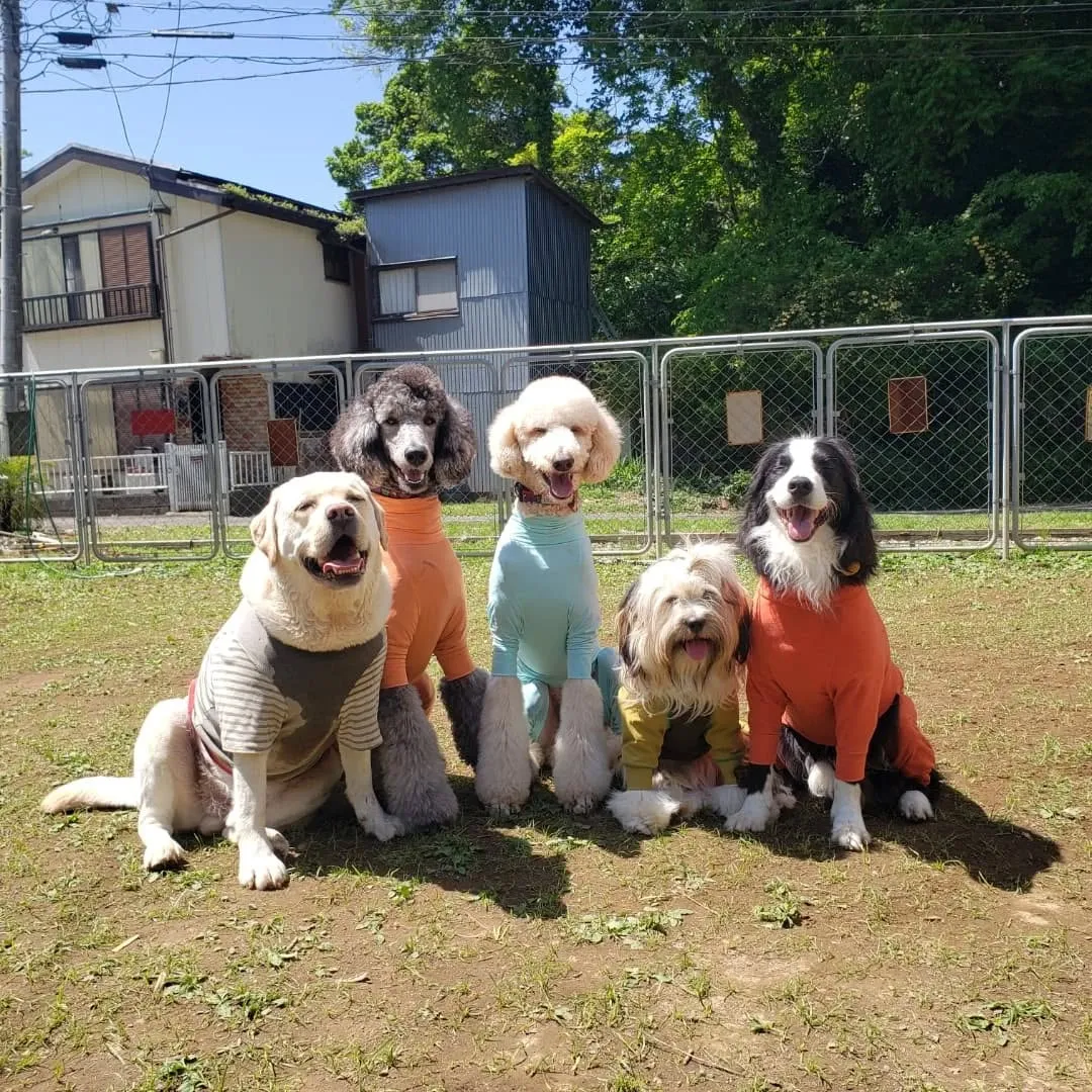 良いお天気になってランで遊ぶわんこさん💓