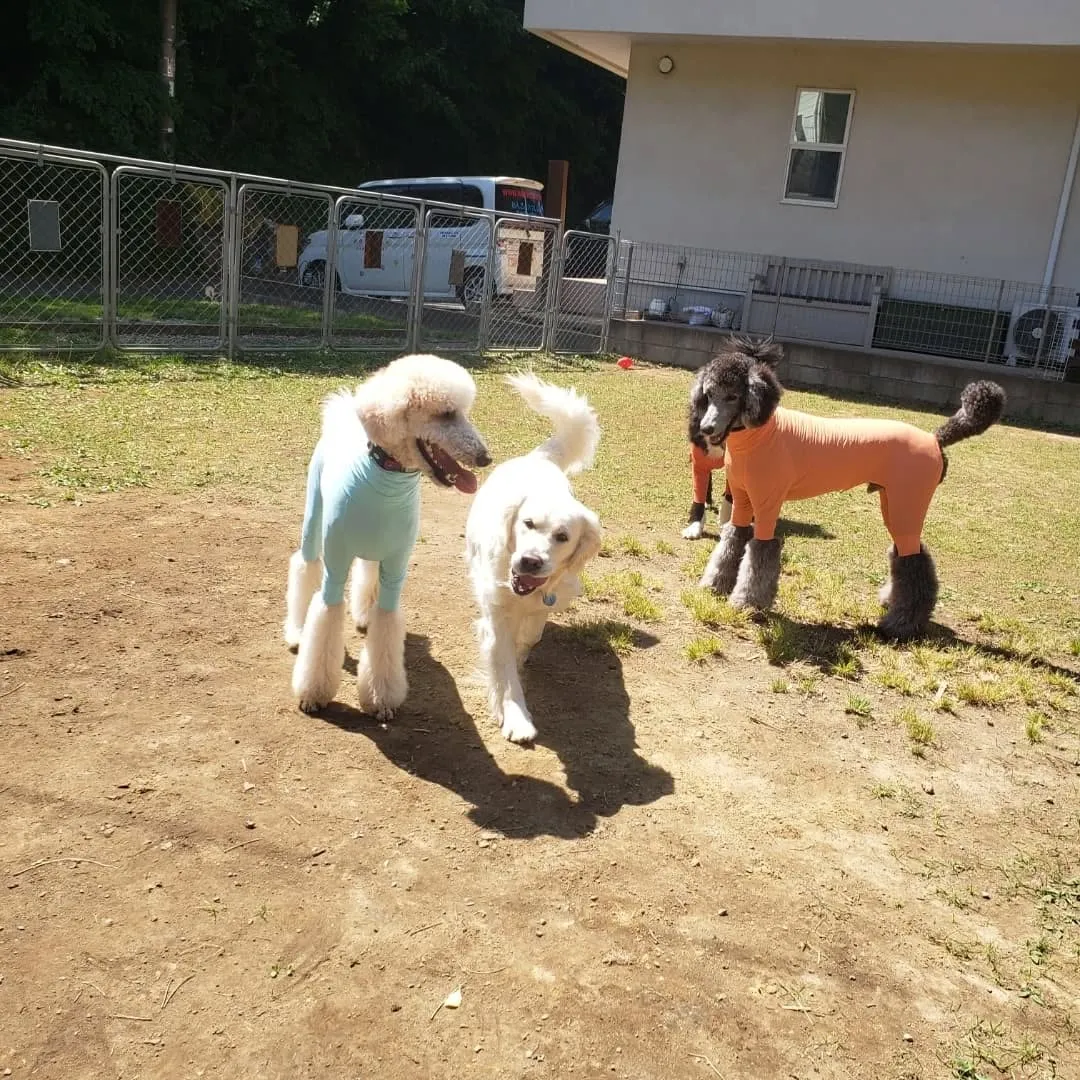 良いお天気になってランで遊ぶわんこさん💓
