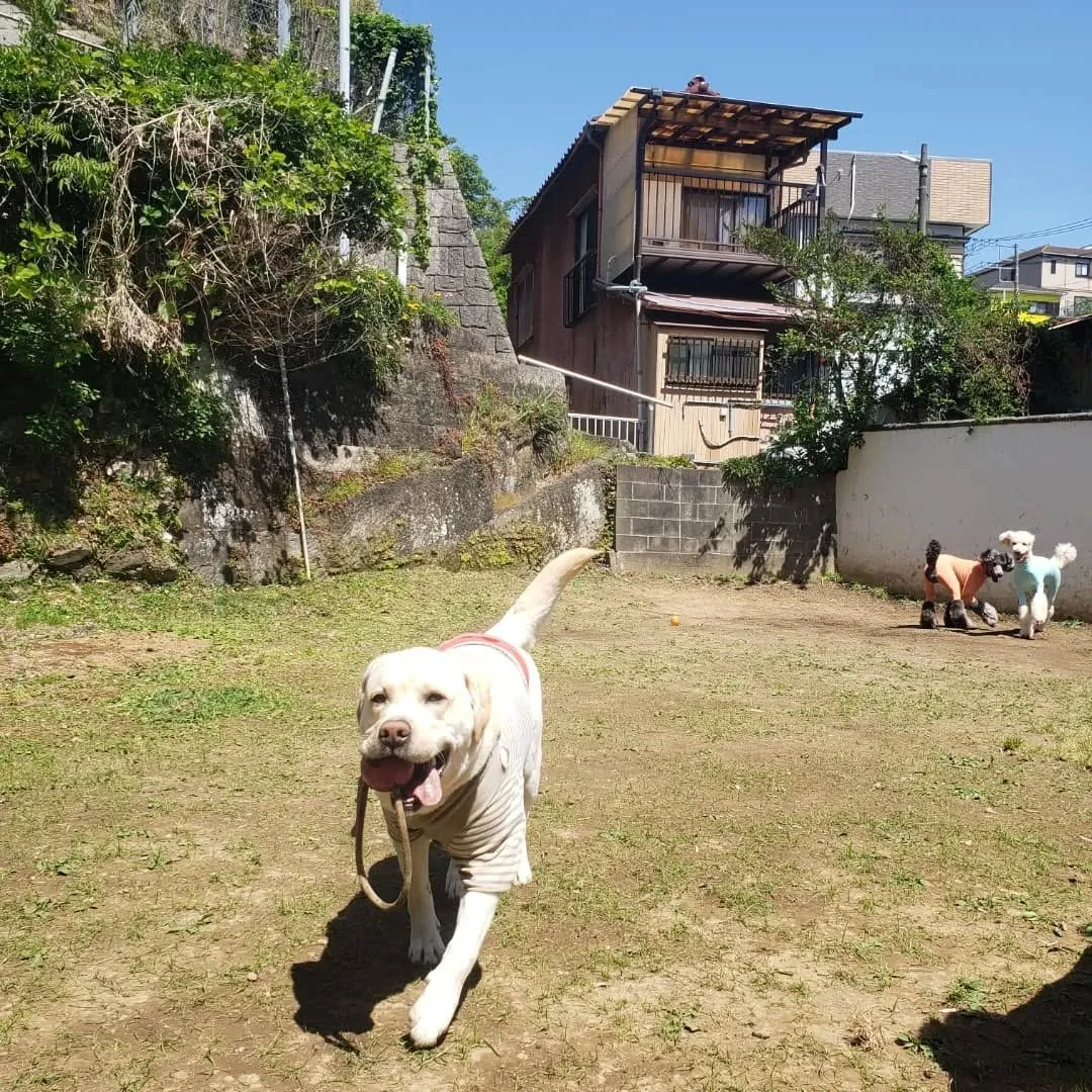 良いお天気になってランで遊ぶわんこさん💓