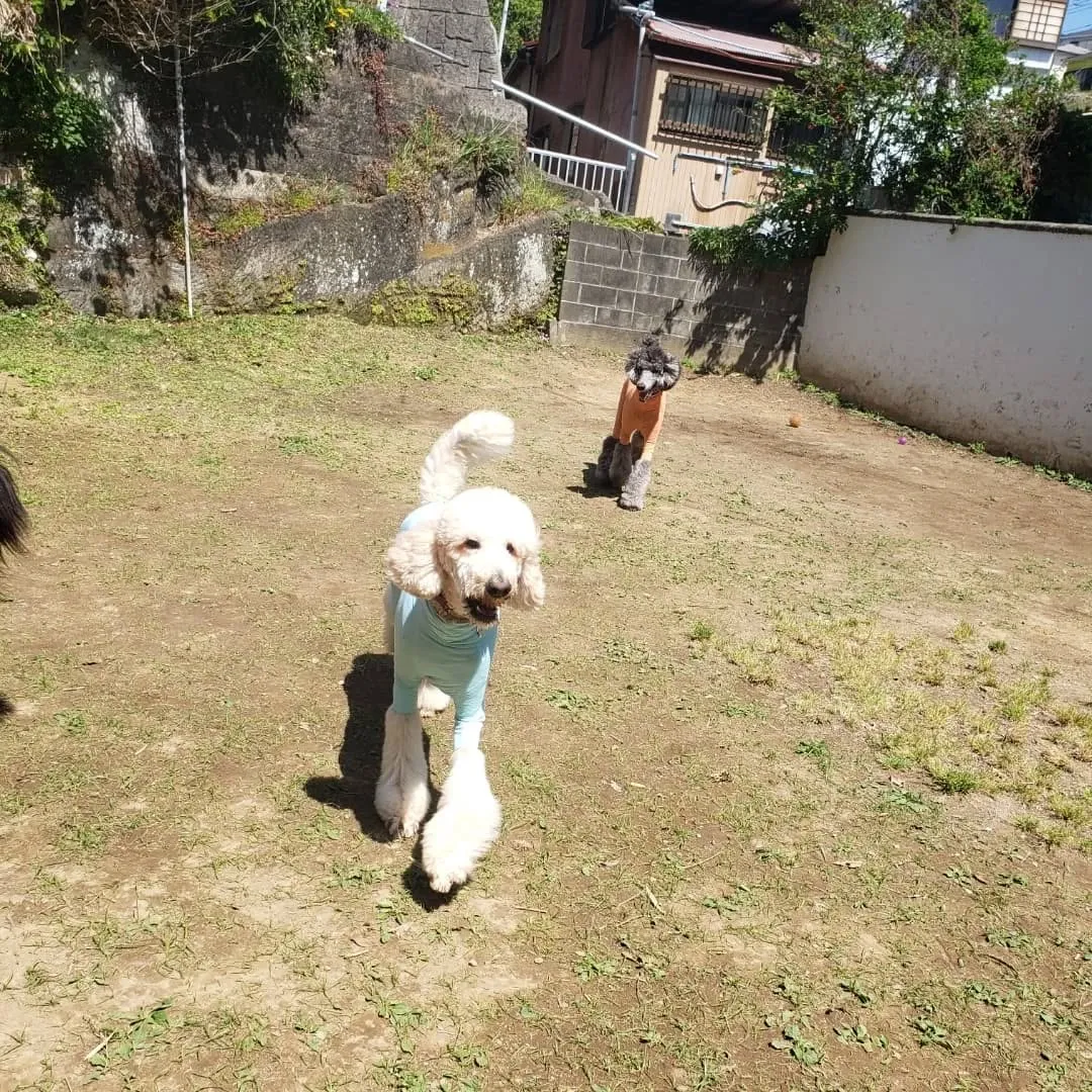 良いお天気になってランで遊ぶわんこさん💓