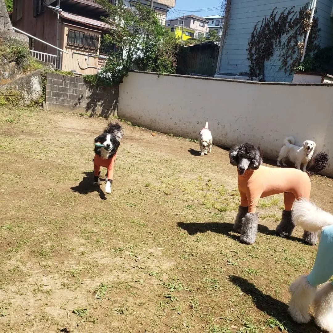 良いお天気になってランで遊ぶわんこさん💓