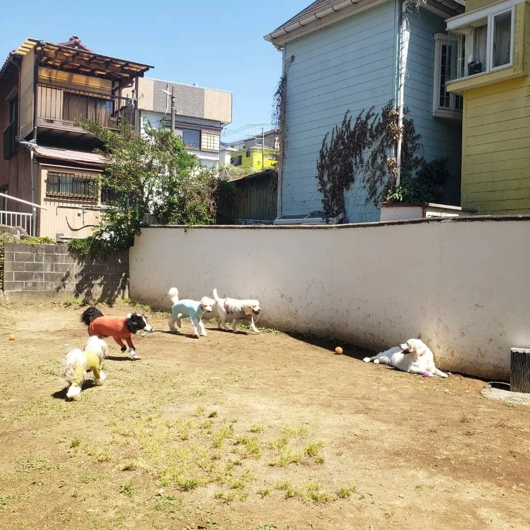 良いお天気になってランで遊ぶわんこさん💓