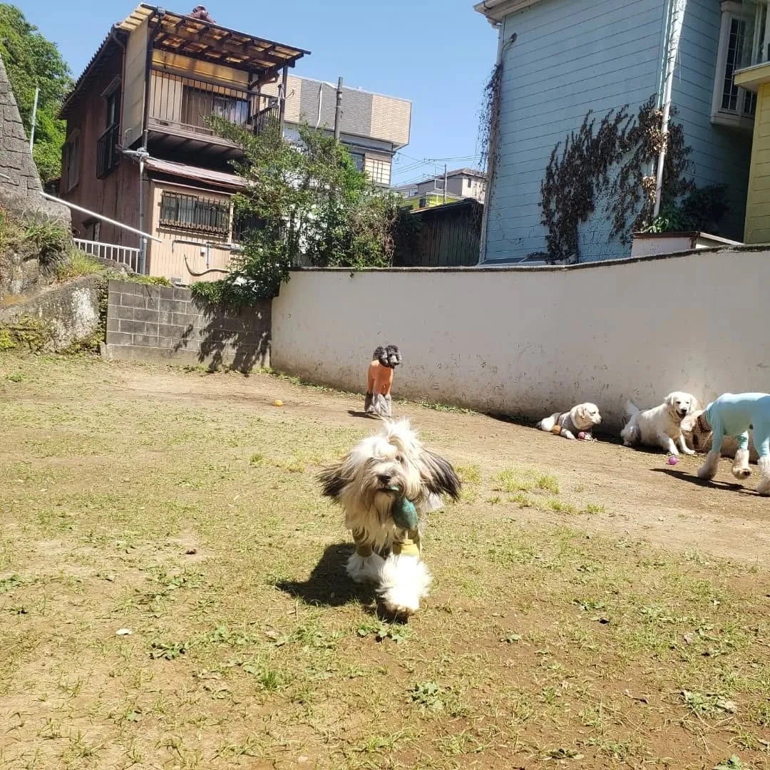 良いお天気になってランで遊ぶわんこさん💓