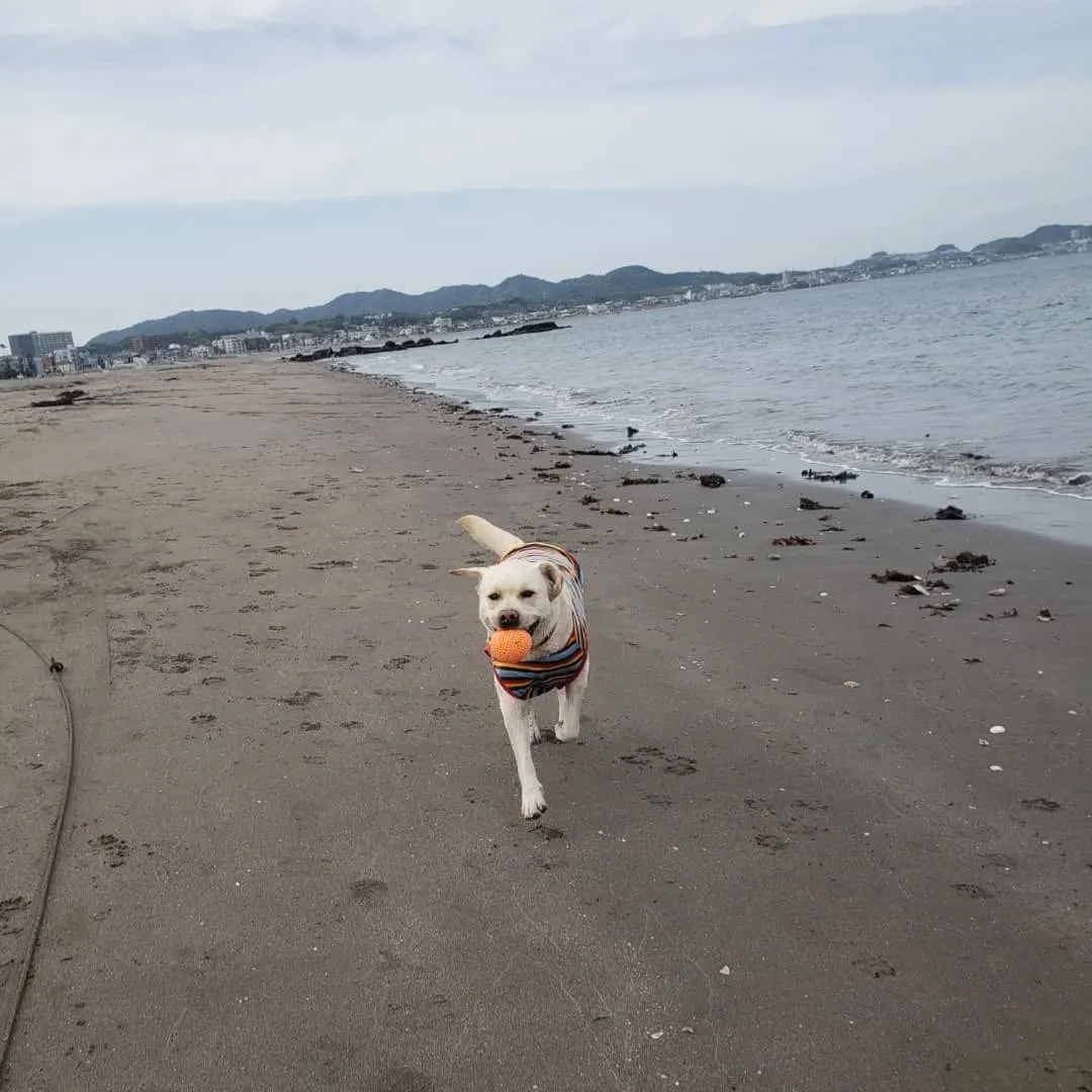久しぶりに夕方海岸へ🎵