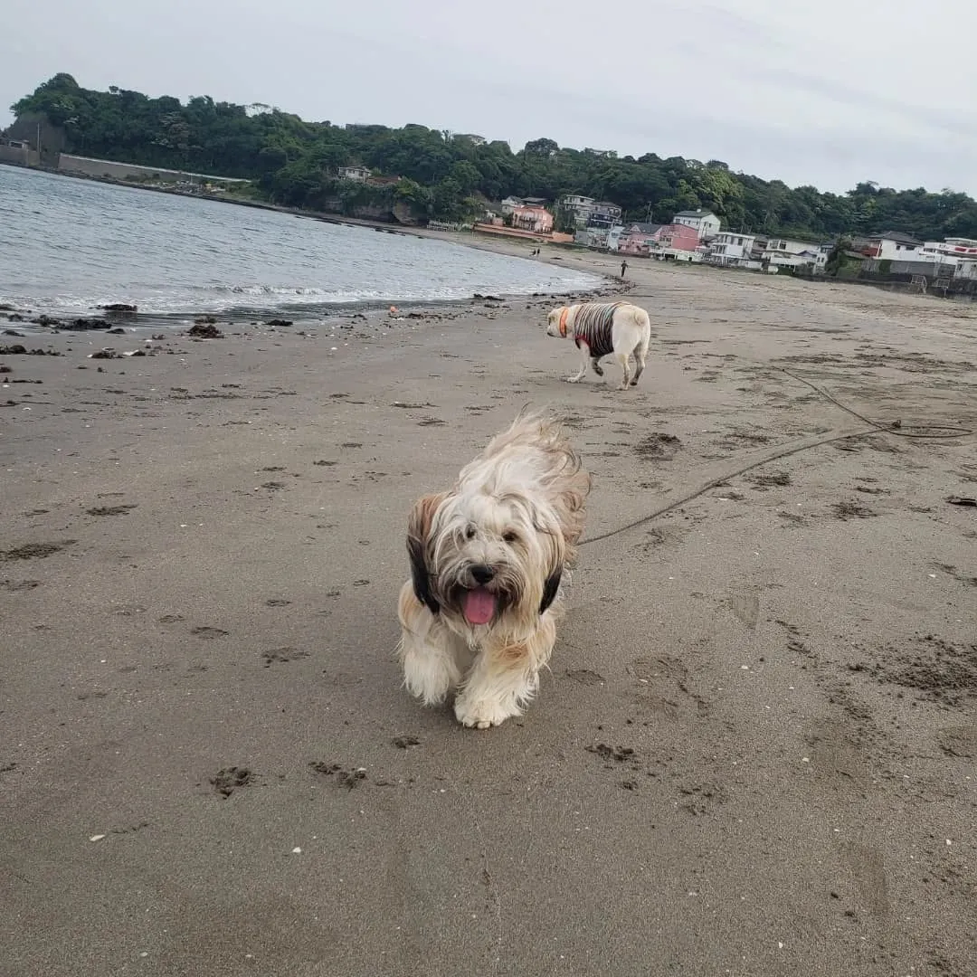 久しぶりに夕方海岸へ🎵