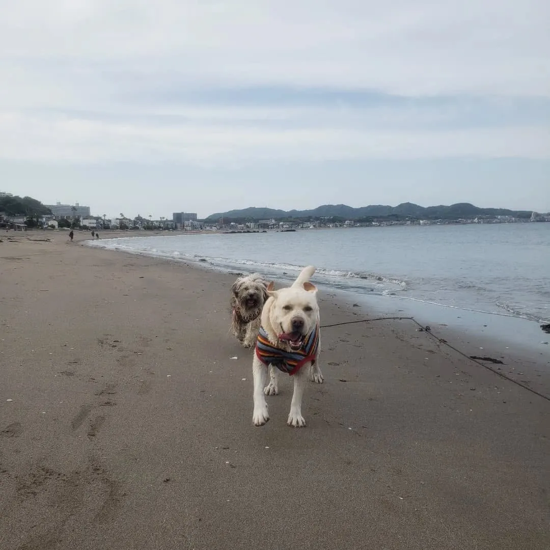 久しぶりに夕方海岸へ🎵