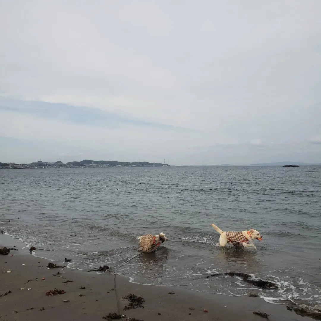 久しぶりに夕方海岸へ🎵