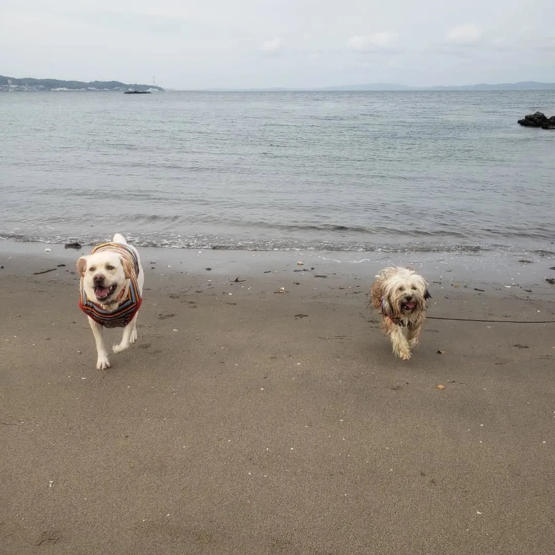 久しぶりに夕方海岸へ🎵
