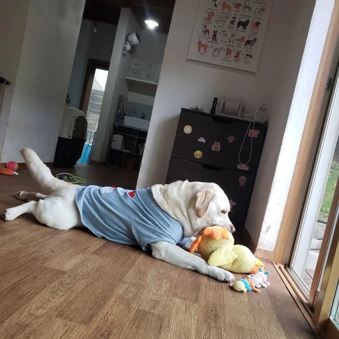 ずっと晴れの日が続いてたけれど1日中雨☔