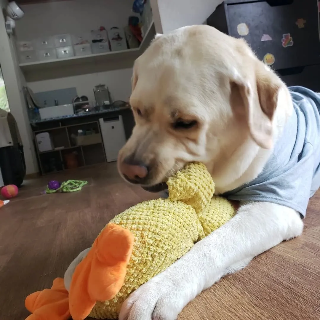 ずっと晴れの日が続いてたけれど1日中雨☔