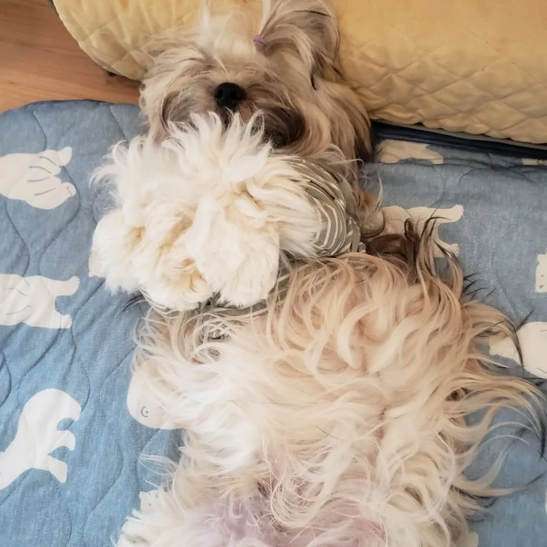 ずっと晴れの日が続いてたけれど1日中雨☔