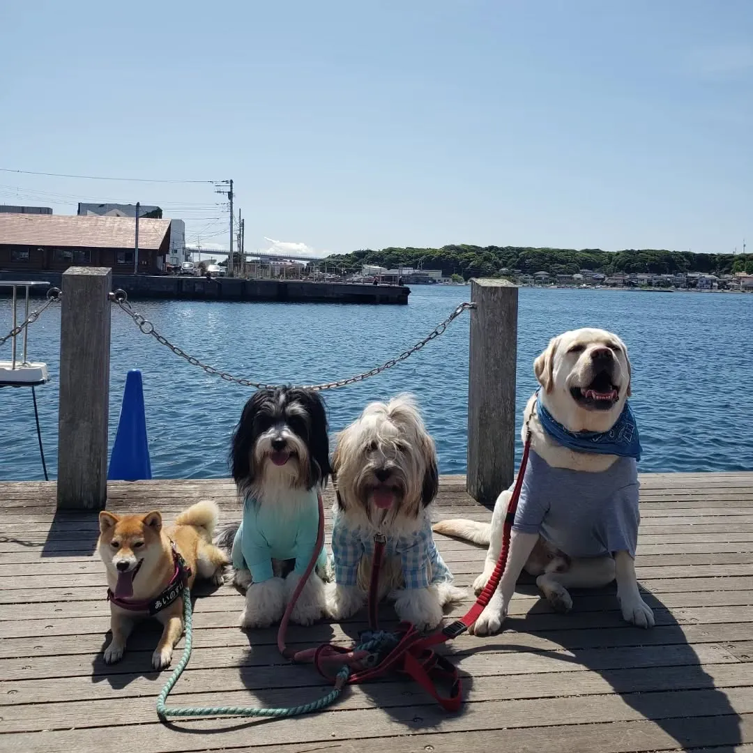 良いお天気になったのでみんなでお散歩へ🎵