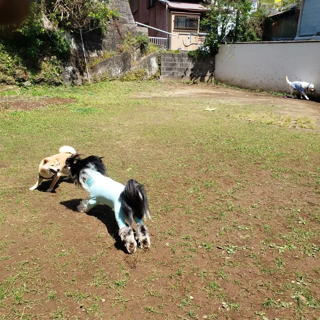 良いお天気になったのでみんなでお散歩へ🎵