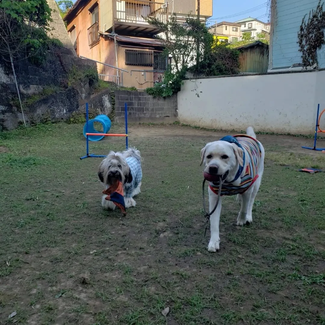 夕方はランでおもちゃ遊び🎵