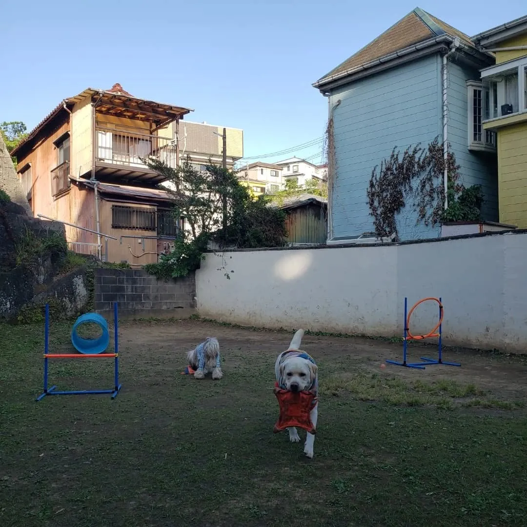 夕方はランでおもちゃ遊び🎵