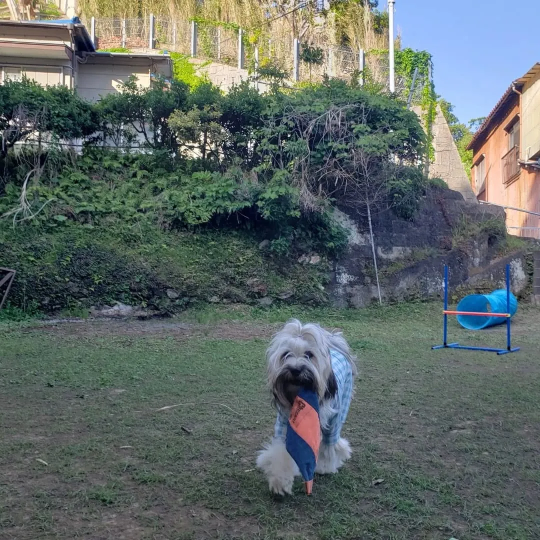 夕方はランでおもちゃ遊び🎵