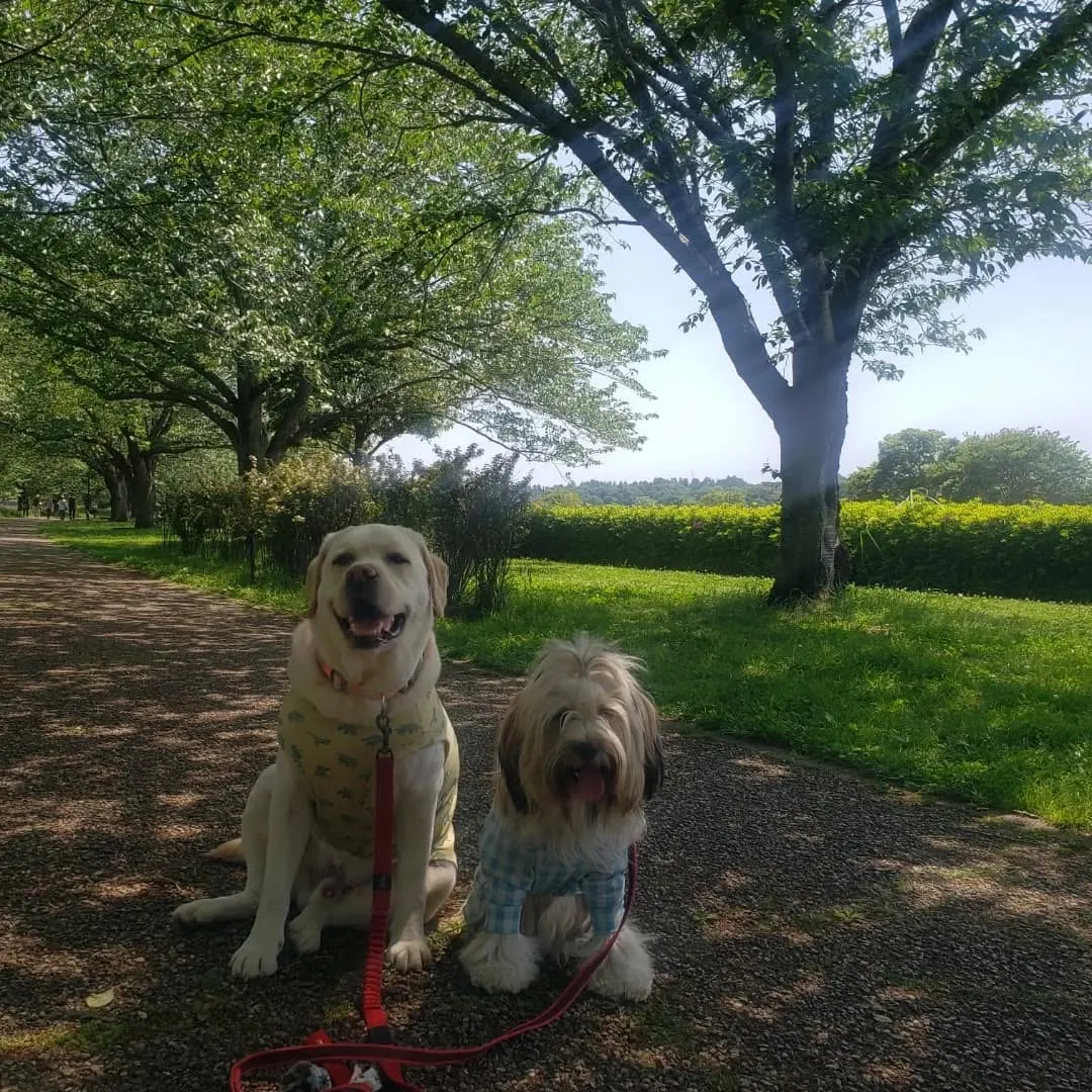 めっちゃ良いお天気になりました😊