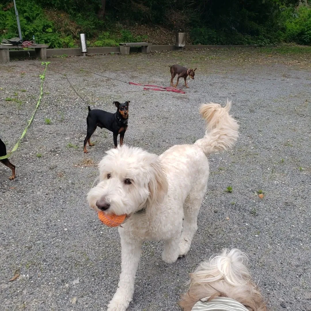 みんなでお散歩へ♪