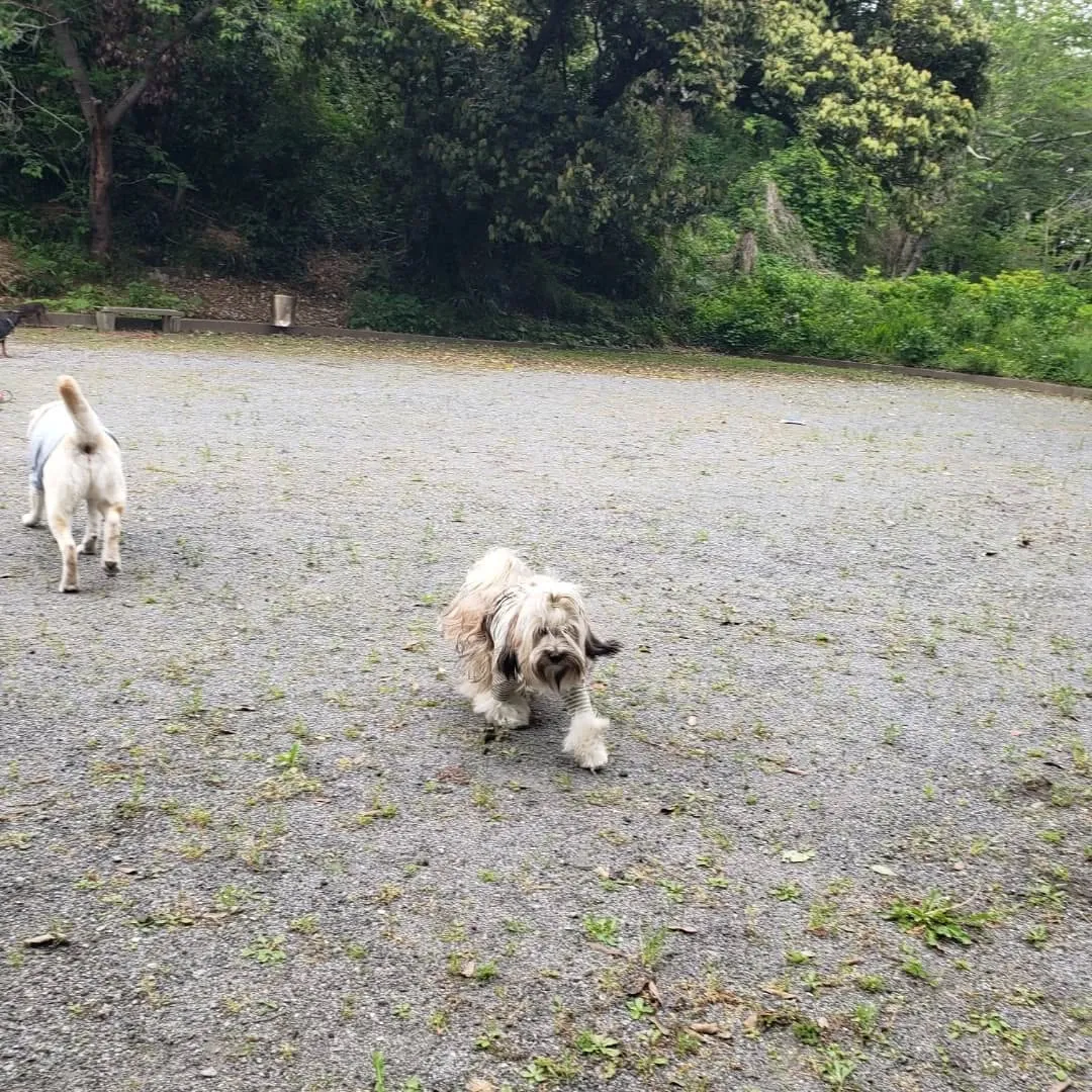 みんなでお散歩へ♪