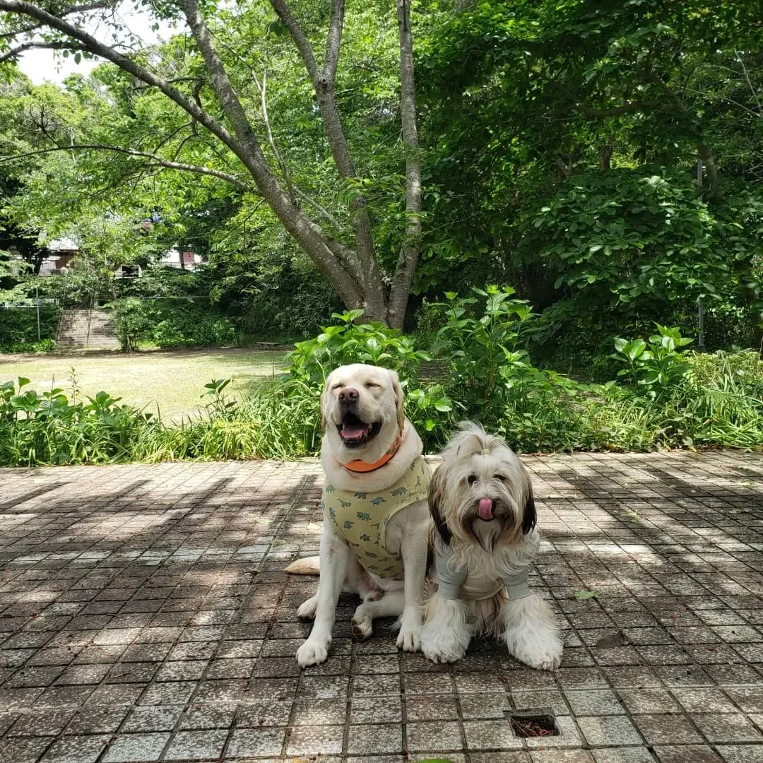 お天気になって暑くなってきました😊