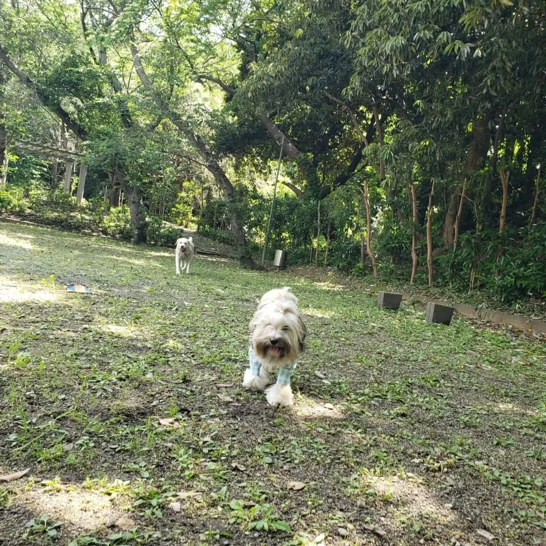 暑い1日でしたがたくさん遊んで楽しんだわんこさん♥️