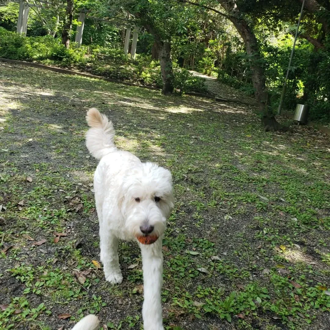 暑い1日でしたがたくさん遊んで楽しんだわんこさん♥️