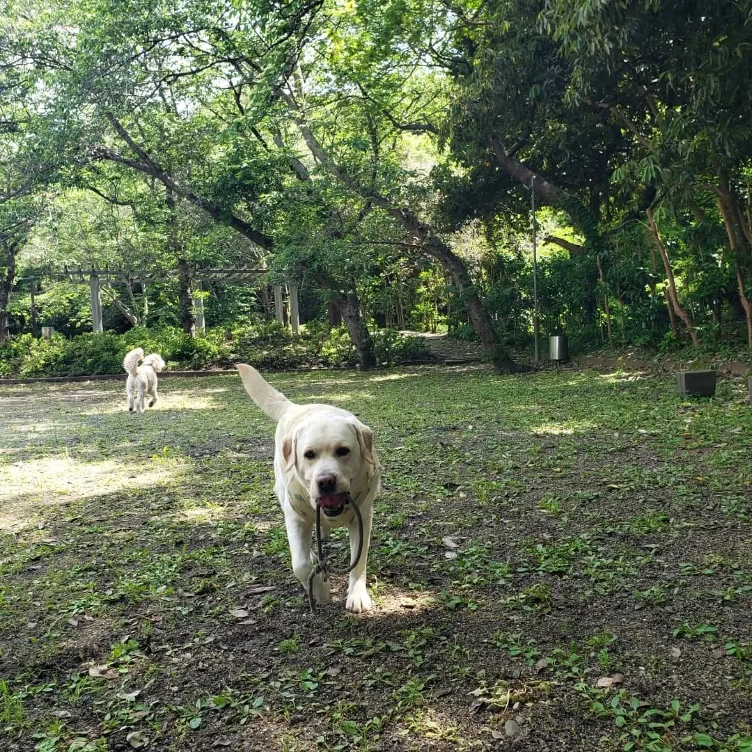 暑い1日でしたがたくさん遊んで楽しんだわんこさん♥️