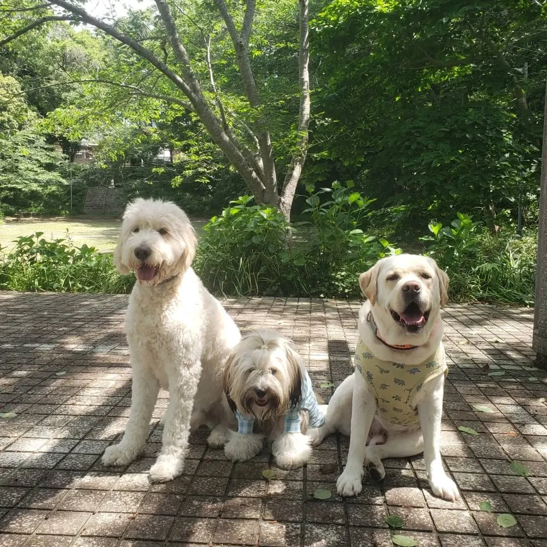 暑い1日でしたがたくさん遊んで楽しんだわんこさん♥️