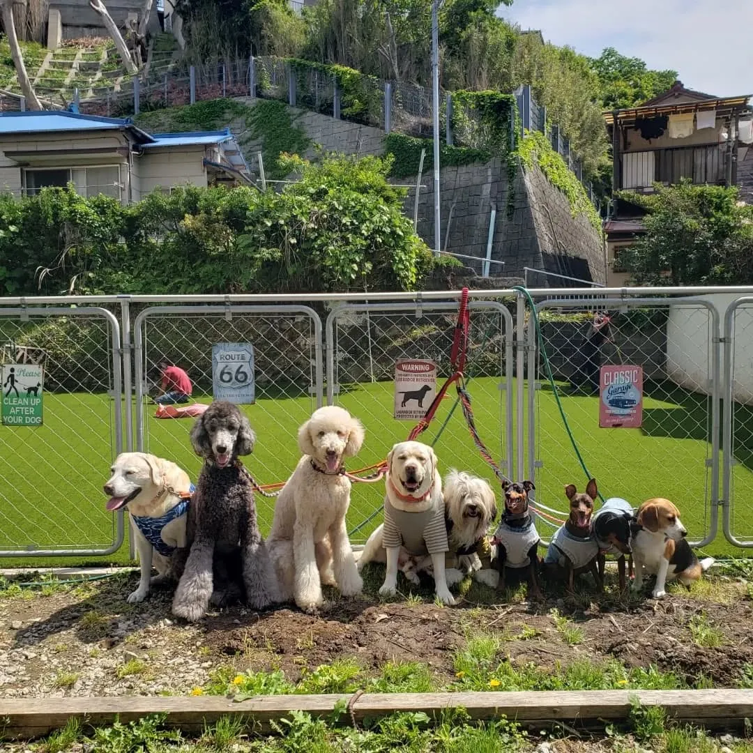 午前中はみんなでお散歩行ってきました😊