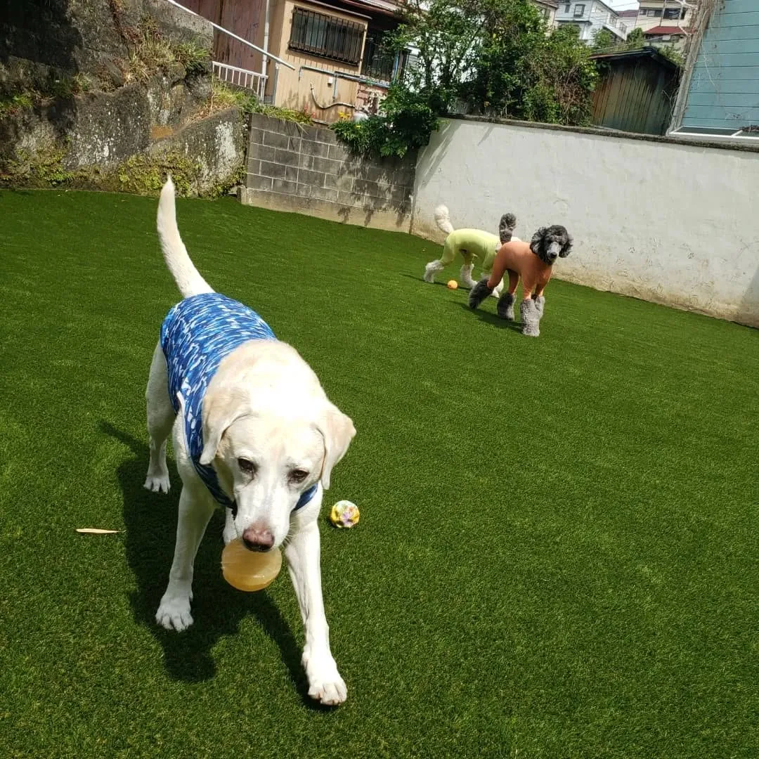 午前中はみんなでお散歩行ってきました😊