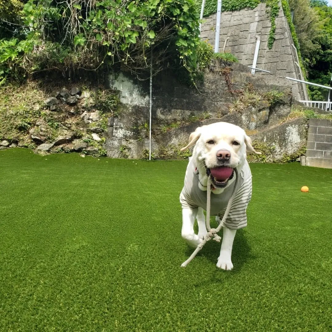 午前中はみんなでお散歩行ってきました😊