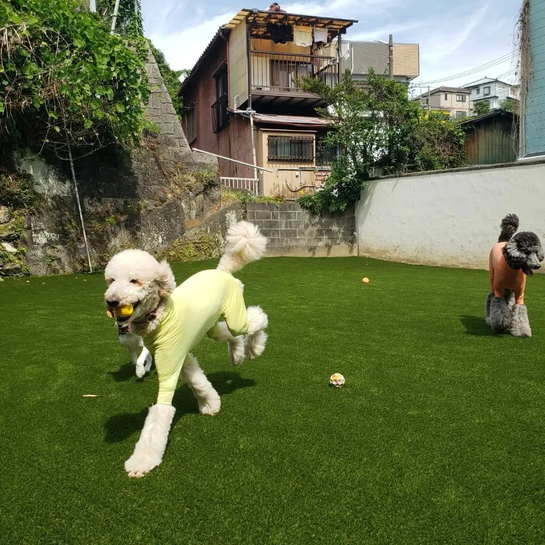 午前中はみんなでお散歩行ってきました😊