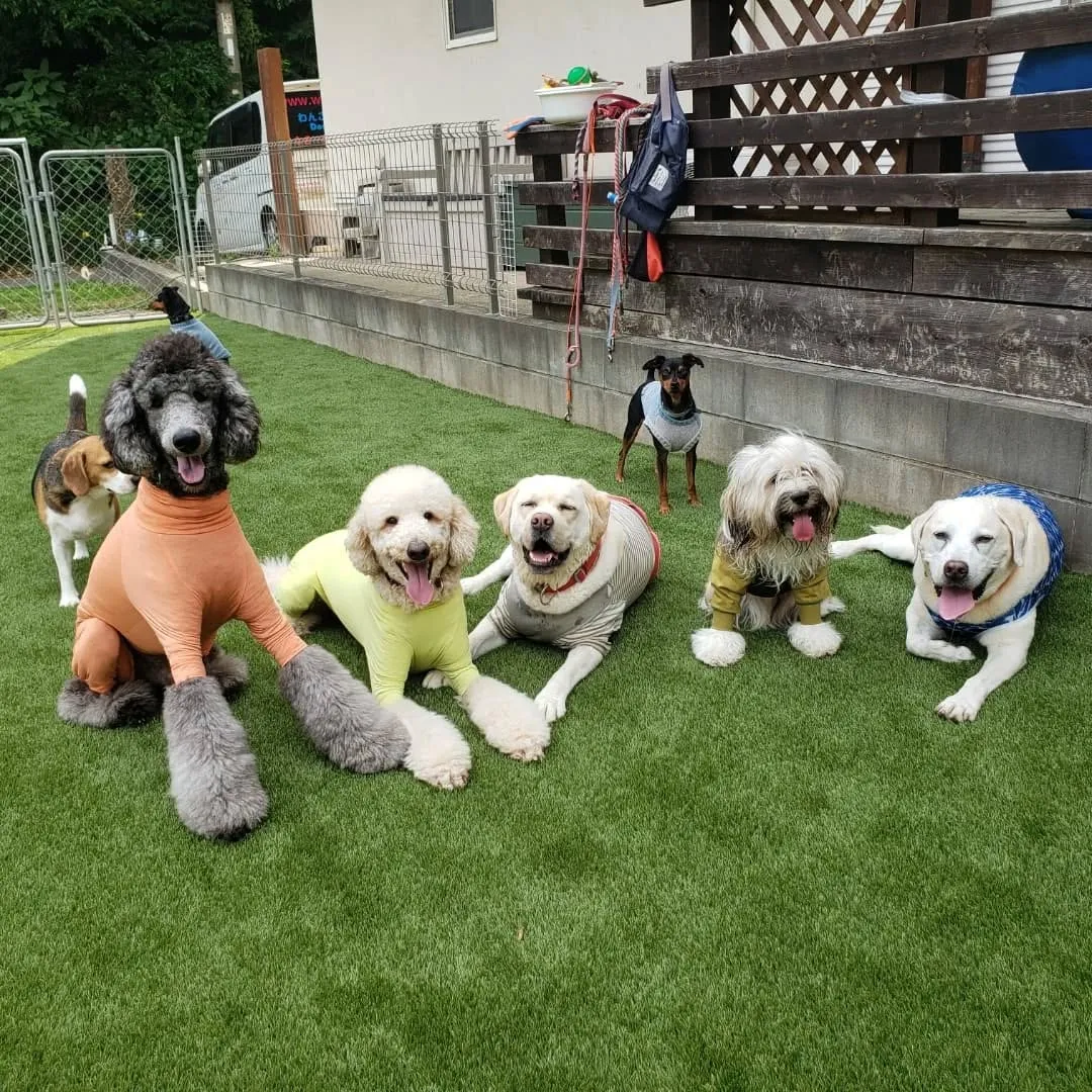 午前中はみんなでお散歩行ってきました😊