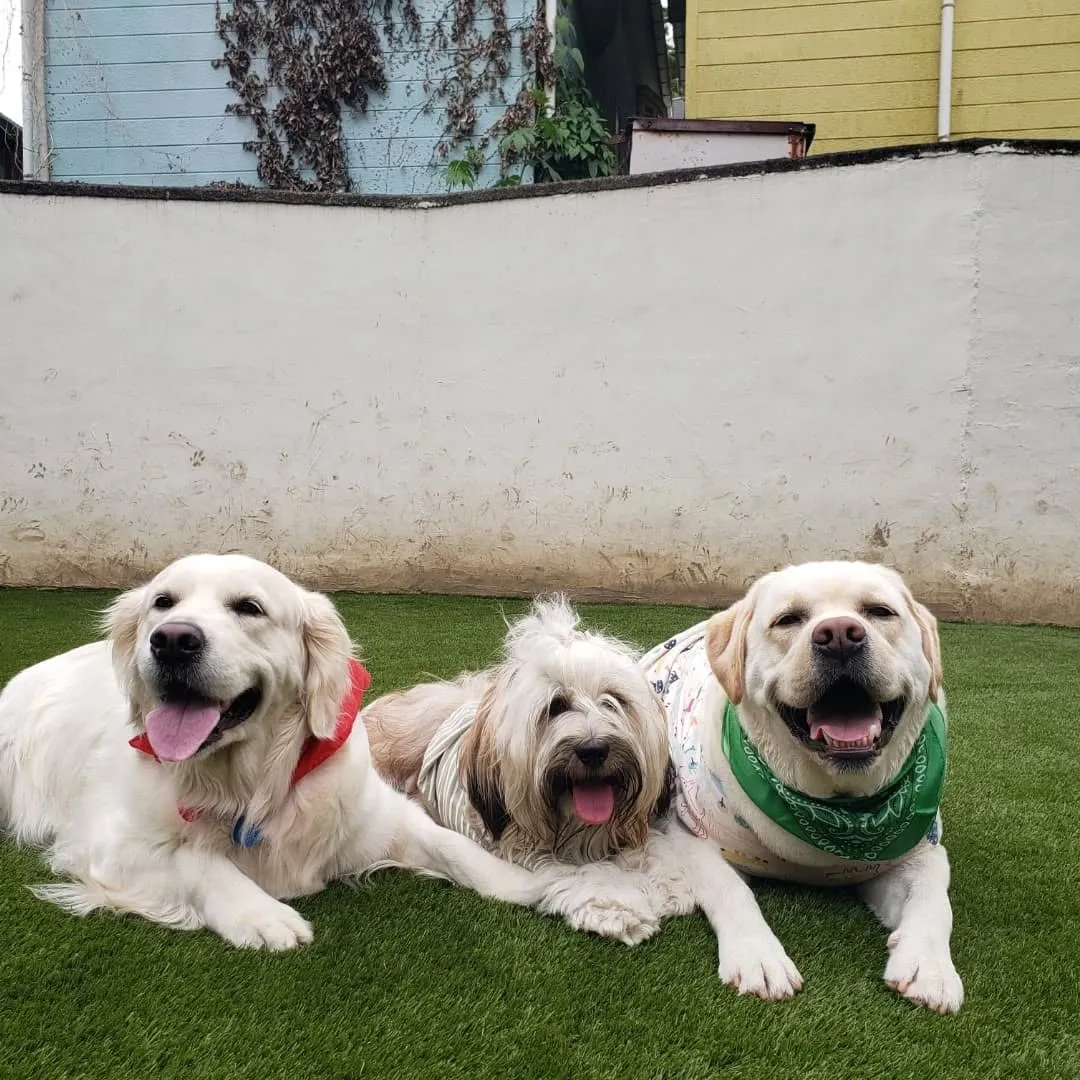 ランで楽しく遊ぶわんこさん💓