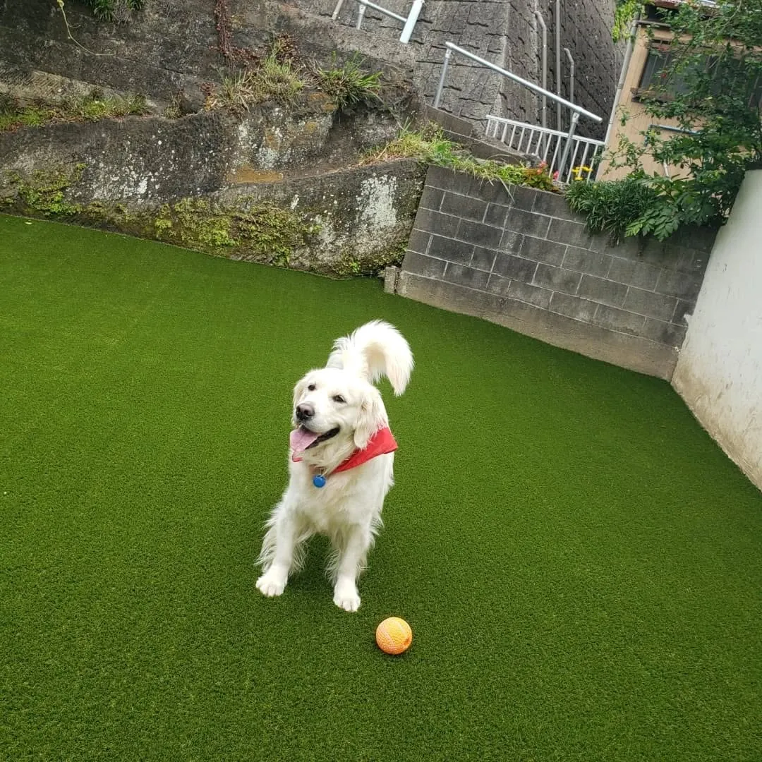 ランで楽しく遊ぶわんこさん💓