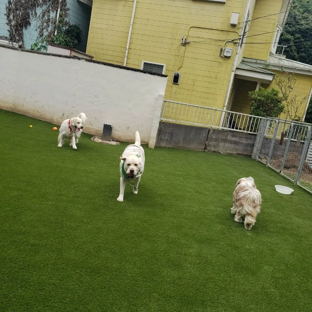 ランで楽しく遊ぶわんこさん💓